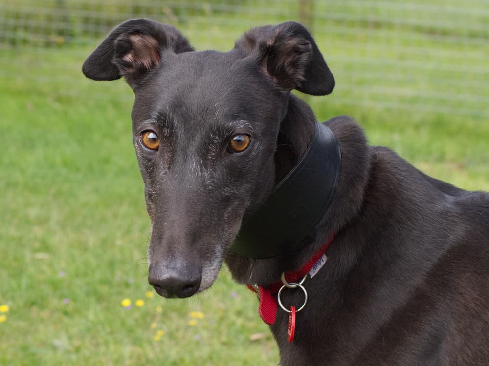 Sadie the greyhound