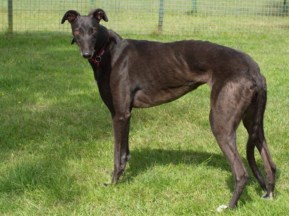 Sadie the greyhound