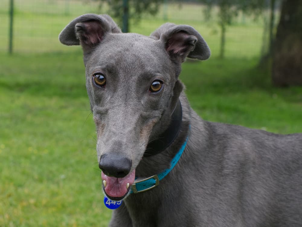 Tehani the greyhound