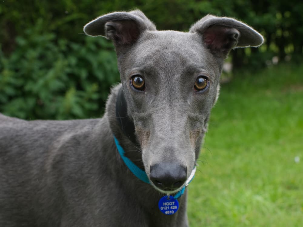 Tehani the greyhound