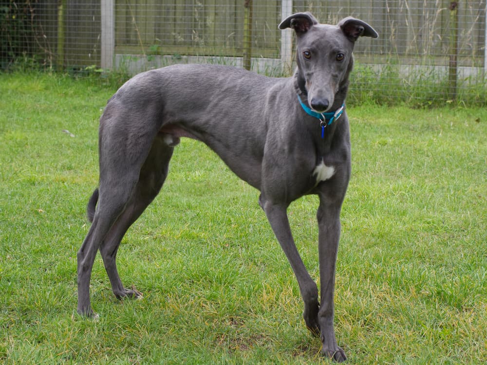 Tehani the greyhound