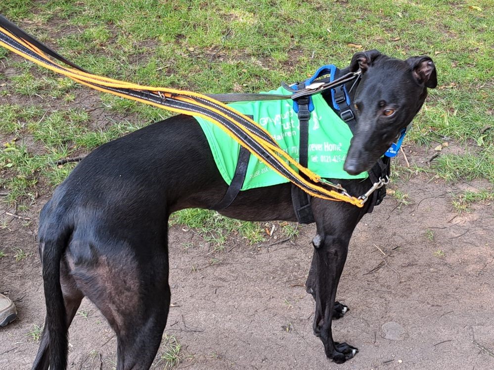 Troy the greyhound