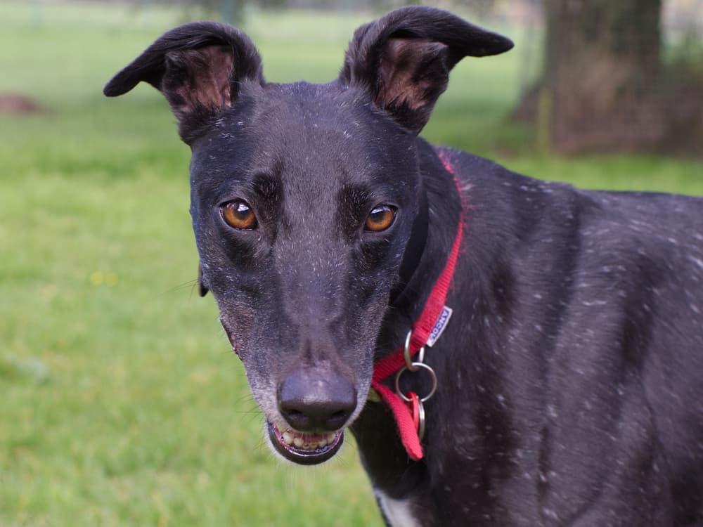 Debbie the greyhound