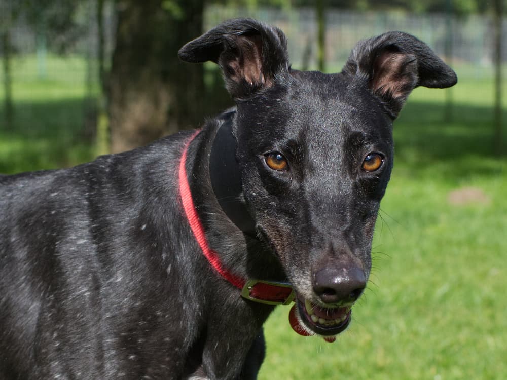 Debbie the greyhound