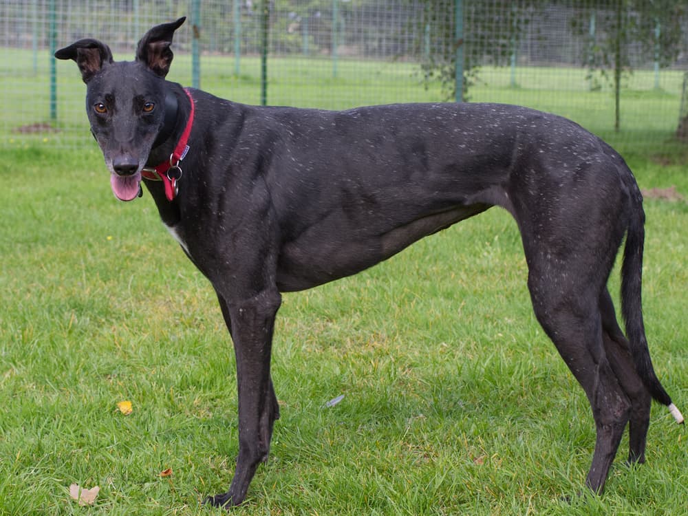 Debbie the greyhound