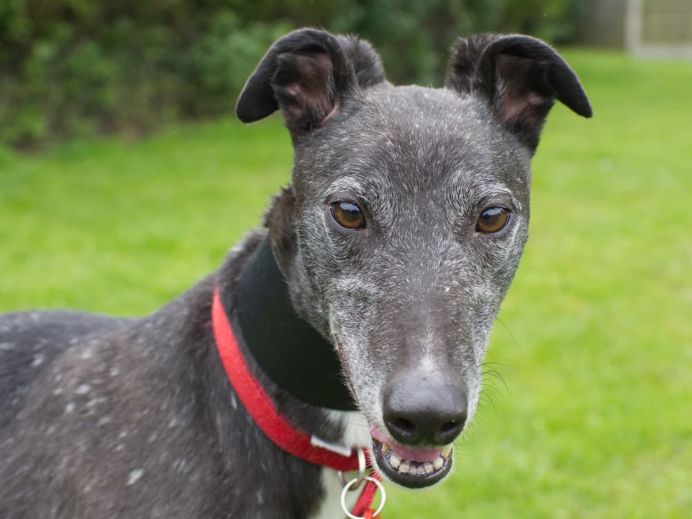 Tara the greyhound