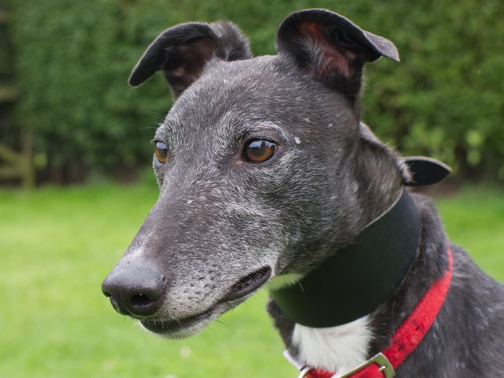 Tara the greyhound