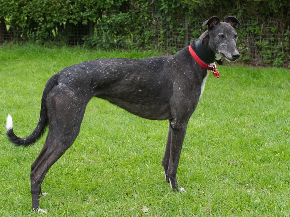 Tara the greyhound