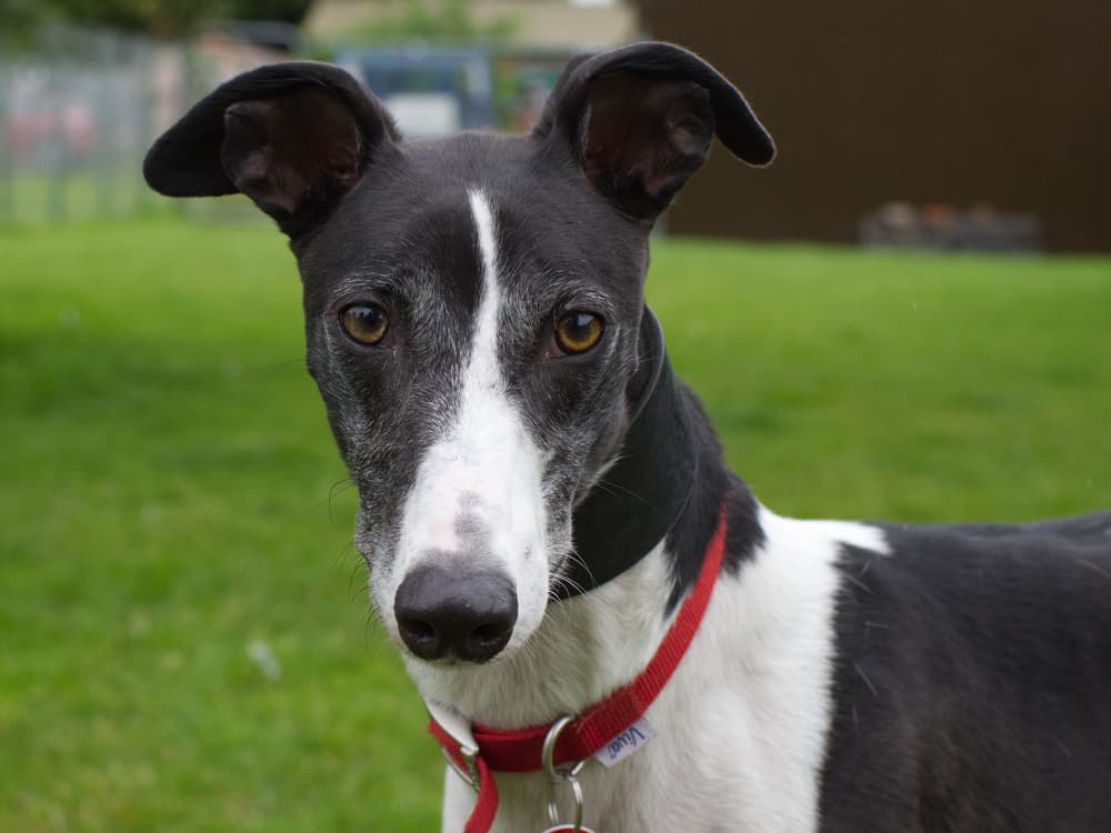Toc the greyhound