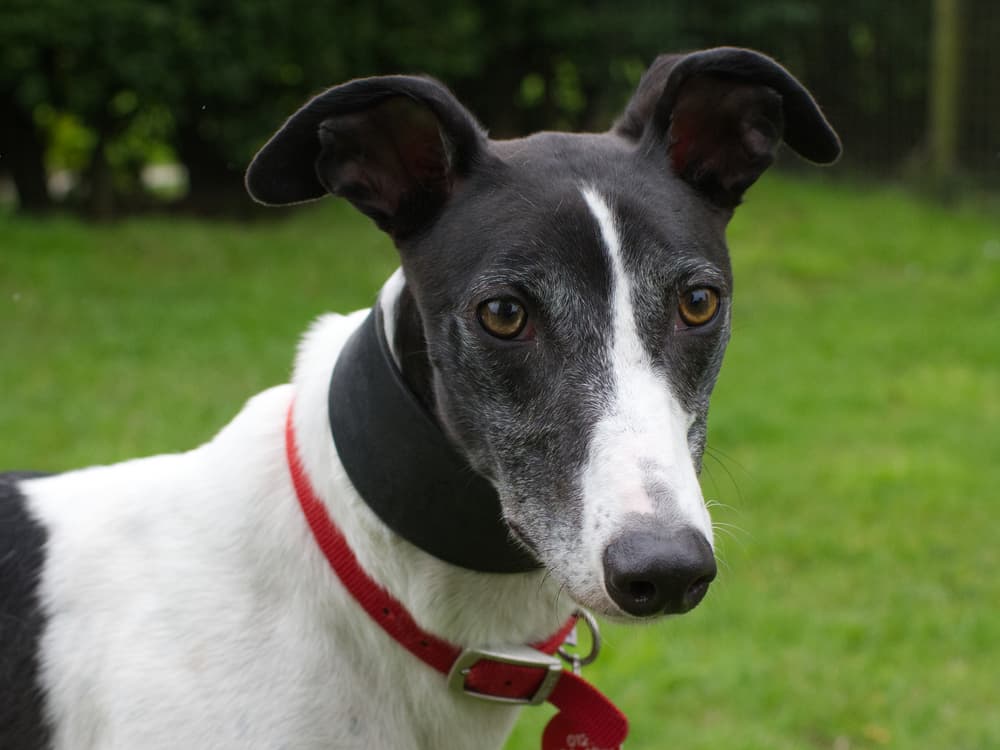Toc the greyhound