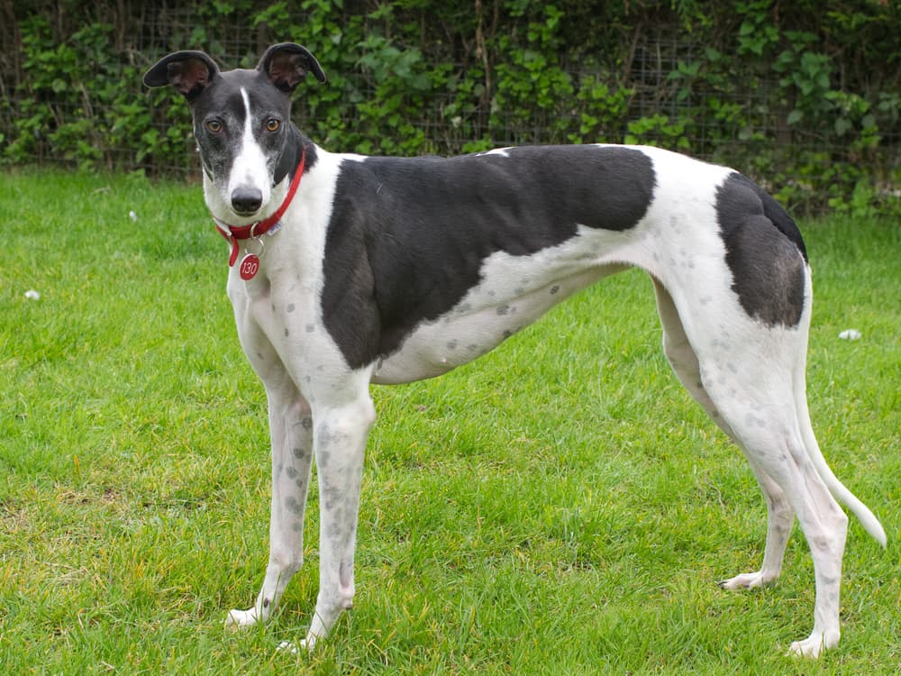 Toc the greyhound