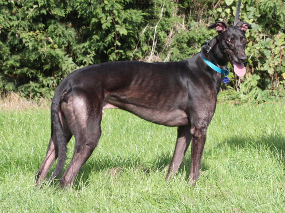 Buddy the greyhound