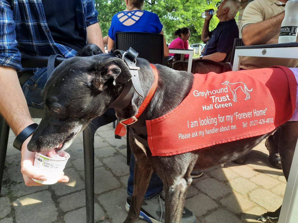 Debbie the greyhound