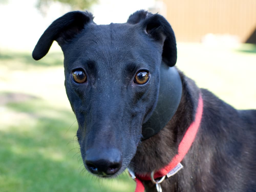 Dotty the greyhound