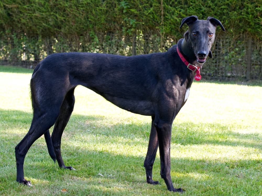 Dotty the greyhound