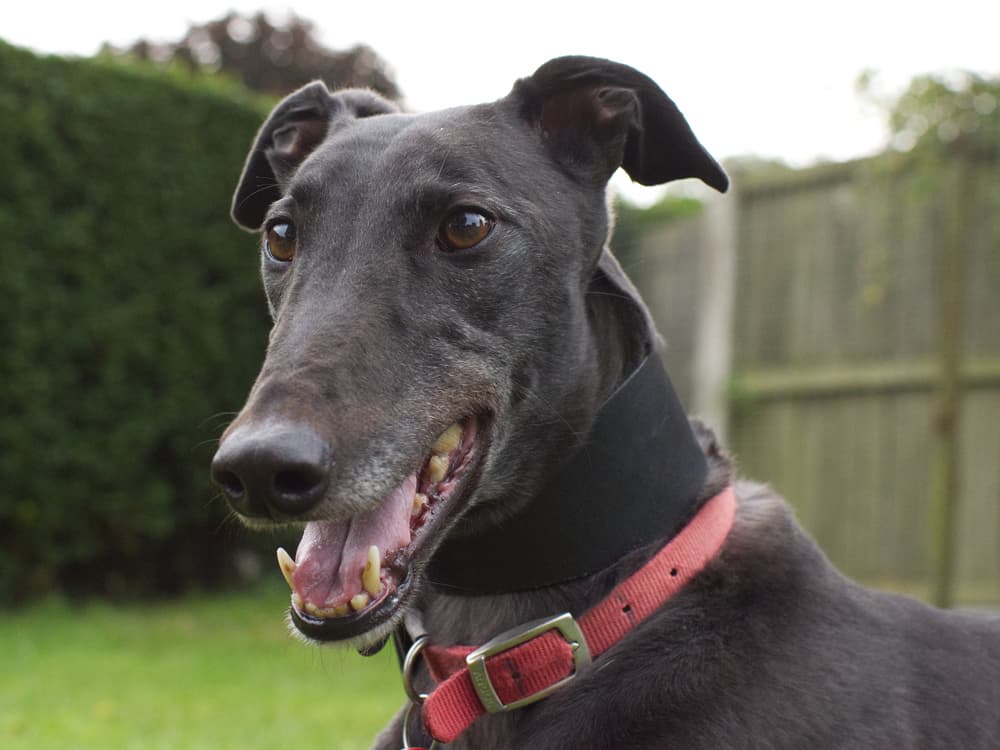 Icy the greyhound
