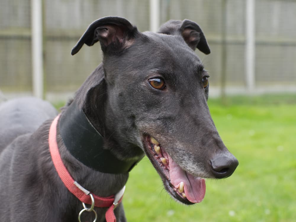 Icy the greyhound