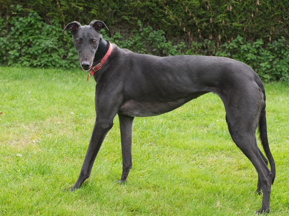 Icy the greyhound