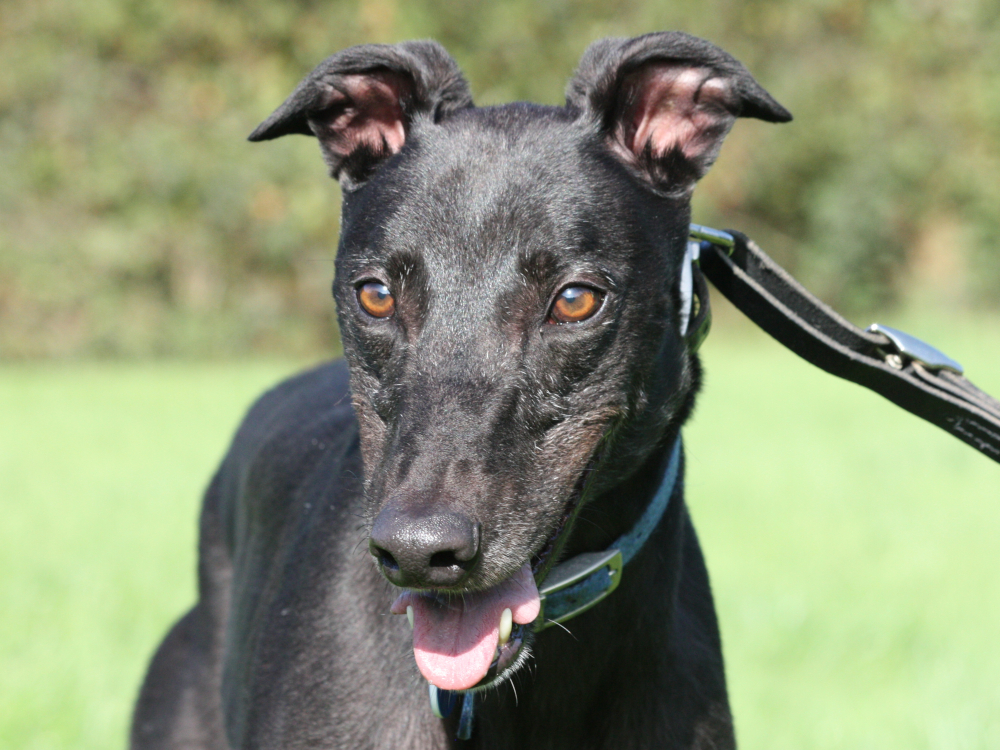 Jonny the greyhound