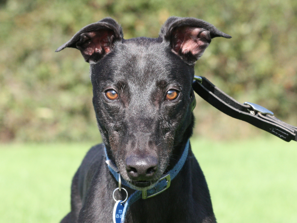 Jonny the greyhound