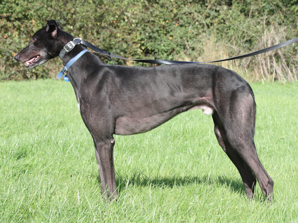 Jonny the greyhound