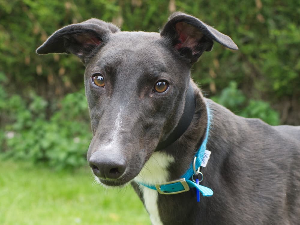 PJ the greyhound