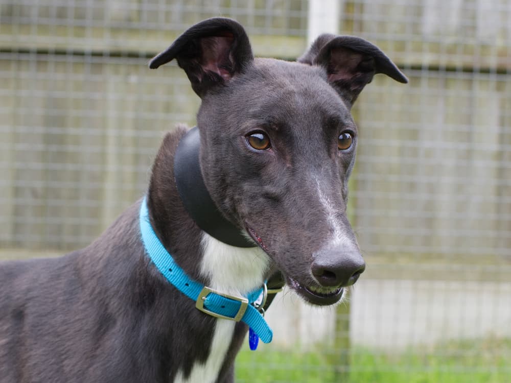 PJ the greyhound