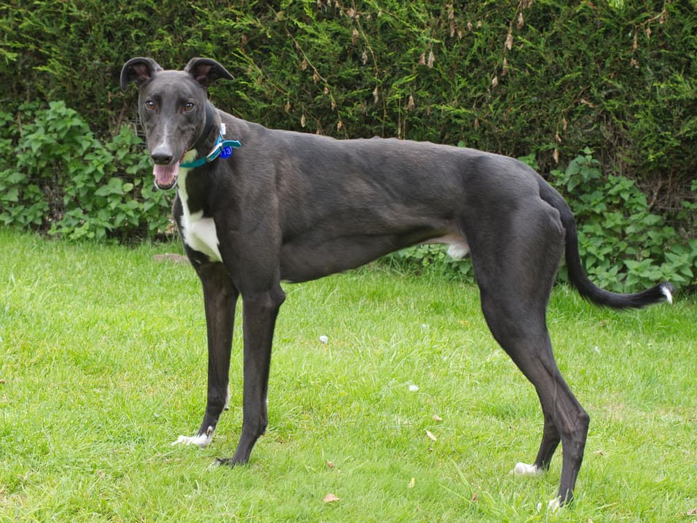 PJ the greyhound