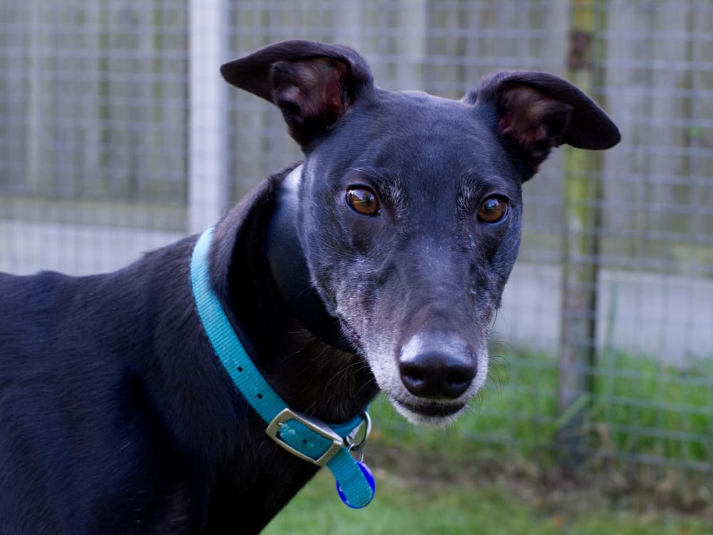 Pippin the greyhound