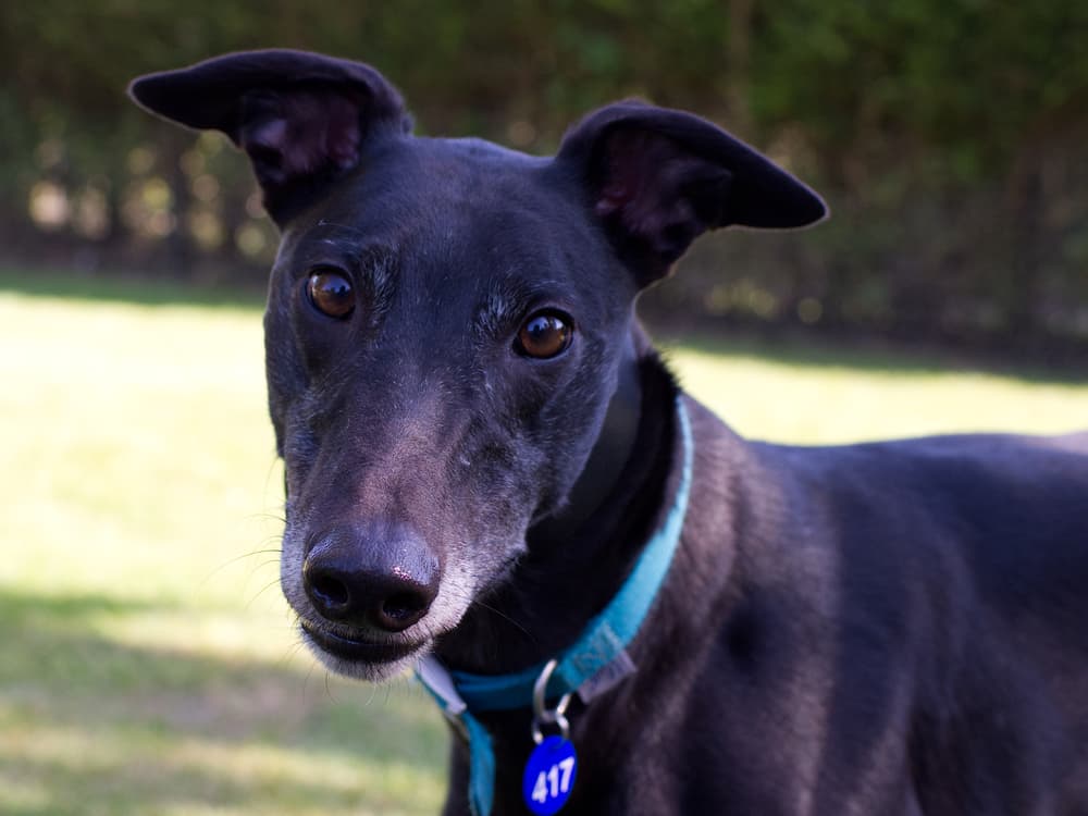 Pippin the greyhound