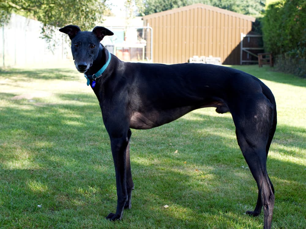 Pippin the greyhound