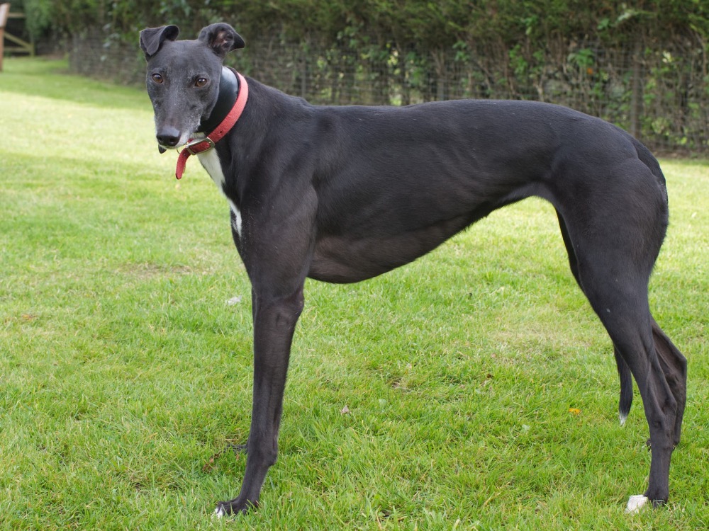 Eleanor the greyhound