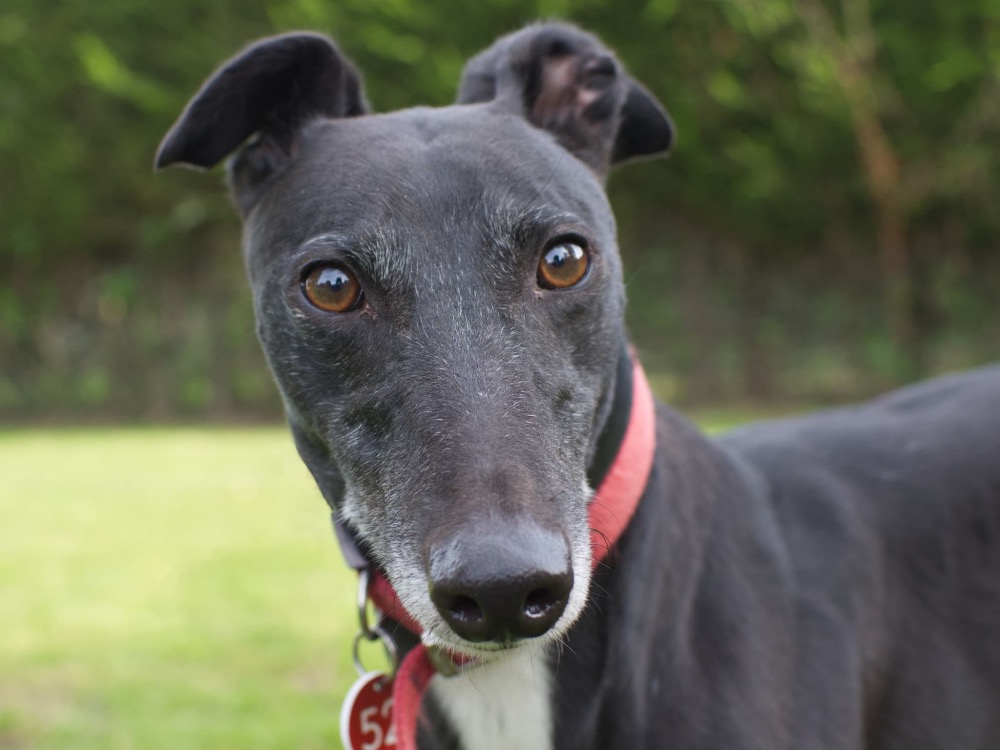 Eleanor the greyhound