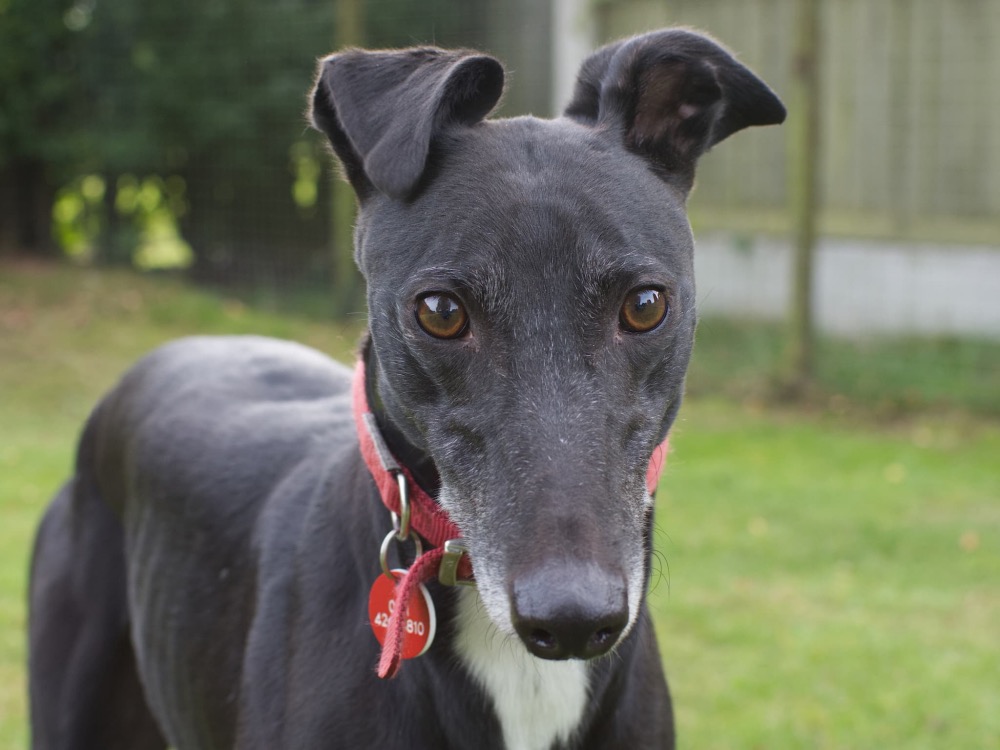 Eleanor the greyhound