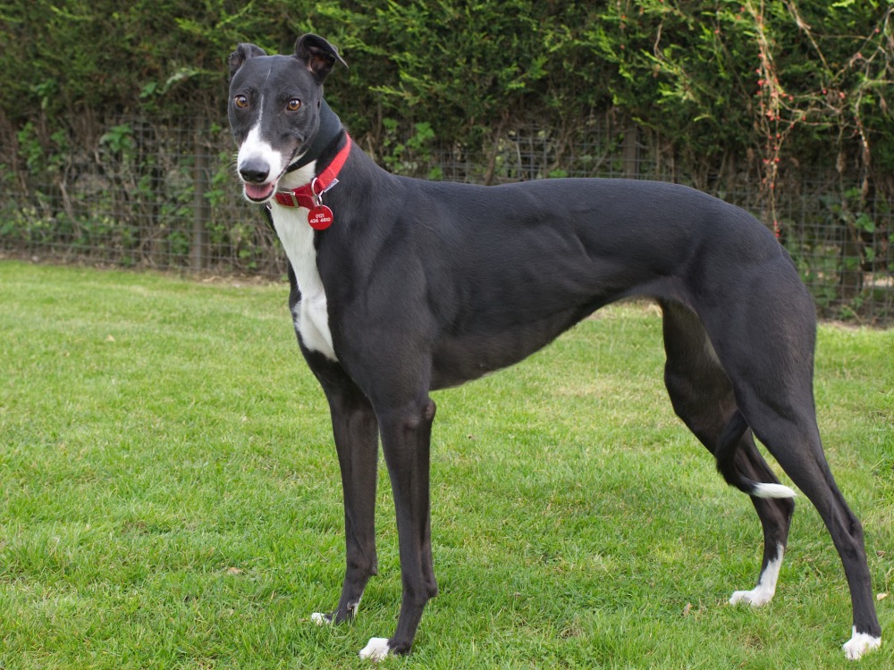 Stella the greyhound