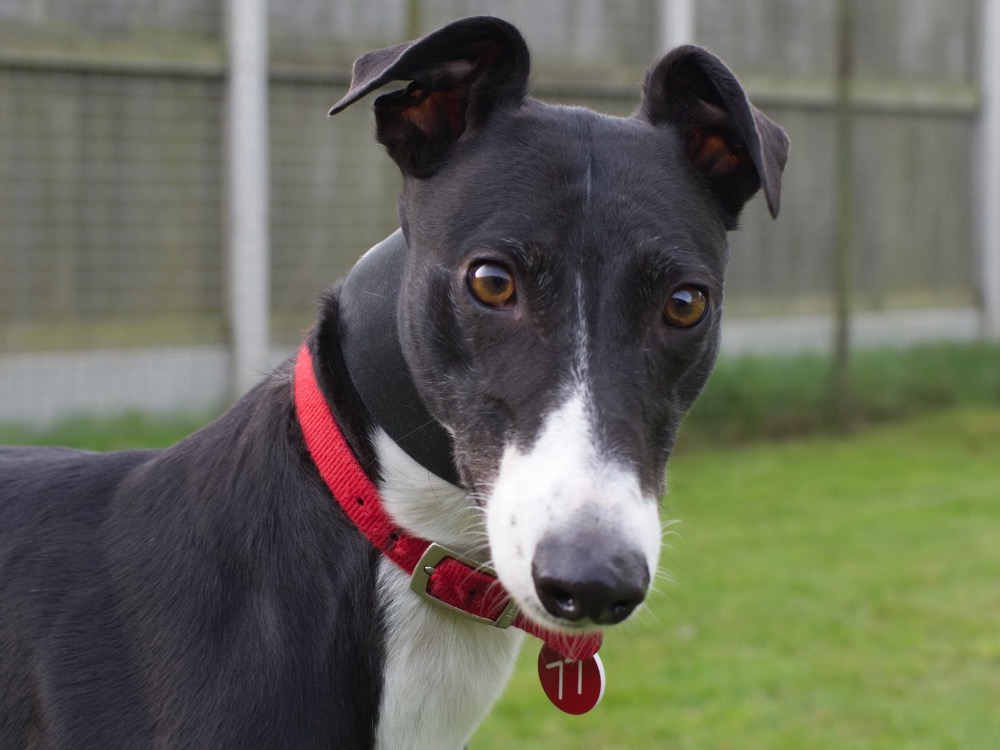 Stella the greyhound