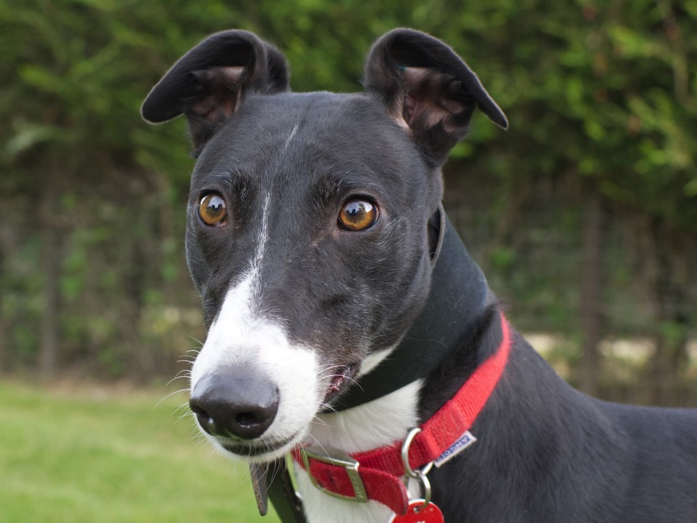 Duke the Greyhound
