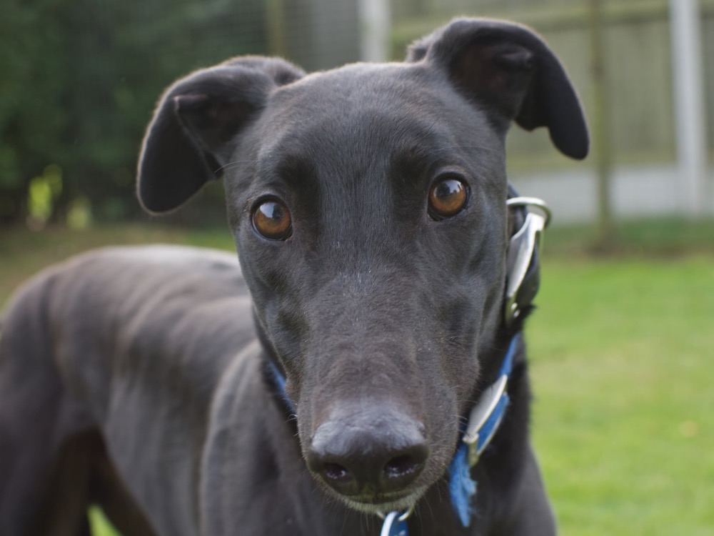 Swifty the greyhound