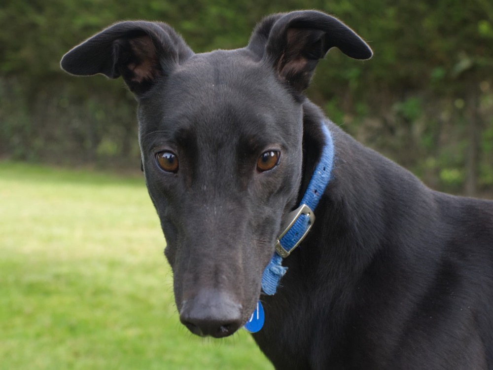 Swifty the greyhound