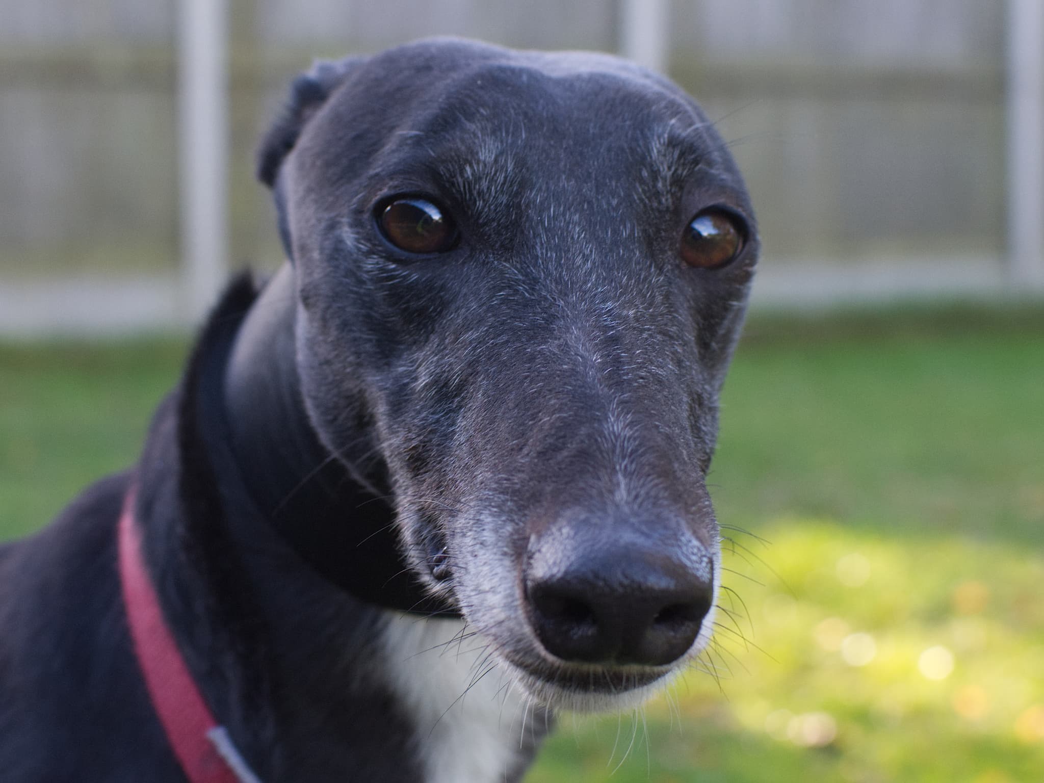 Star the greyhound