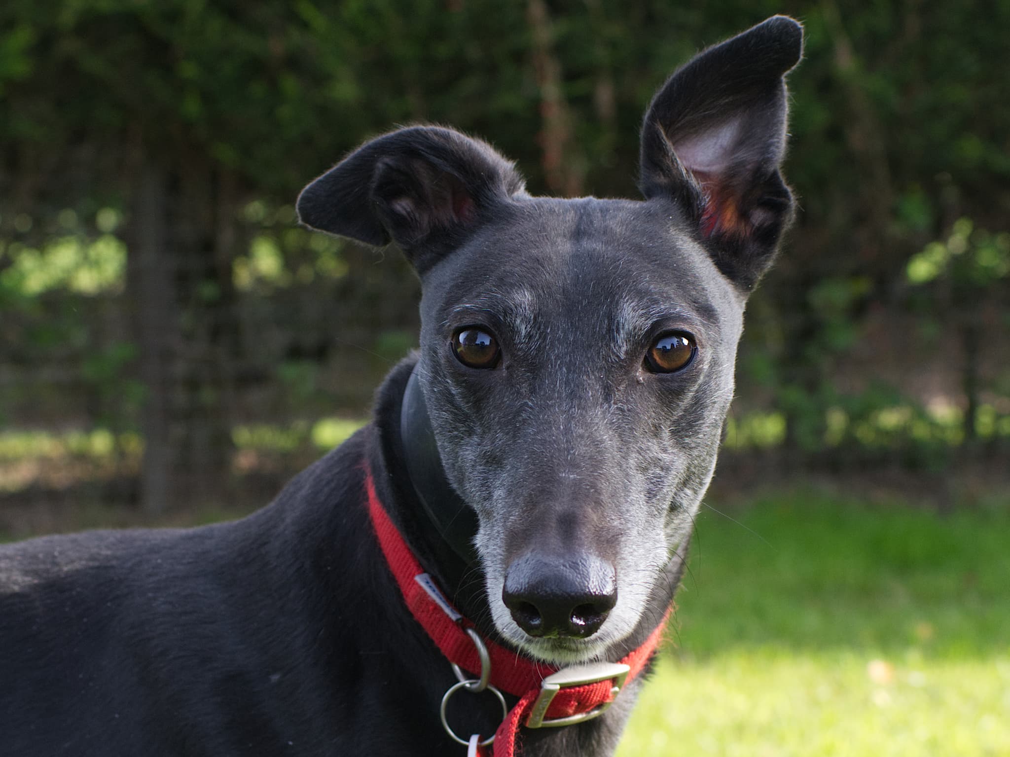 Star the greyhound