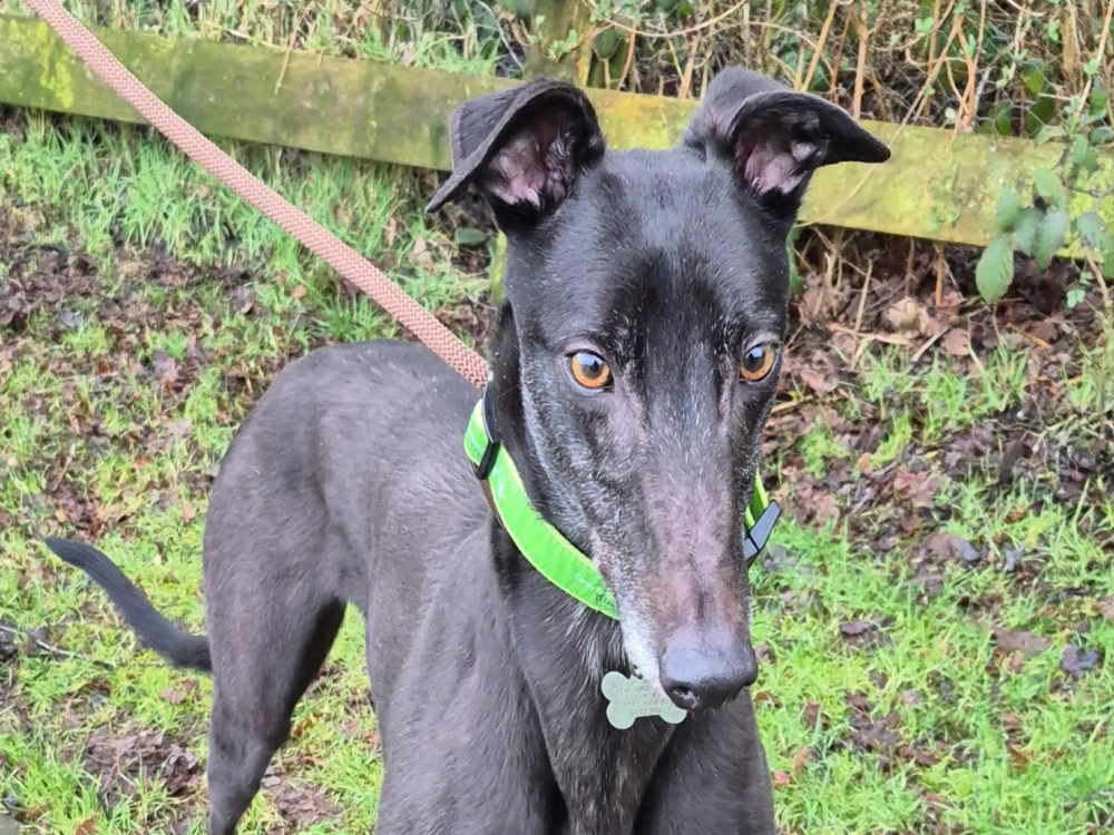 Duke the Greyhound