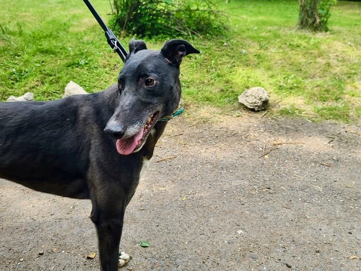 Star the greyhound